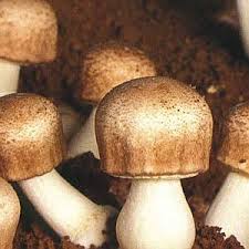 Agaricusblazei Murrill mushroom